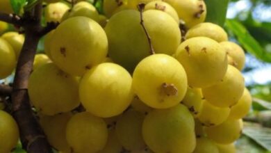 Benefits of Amla in Punjabi Language