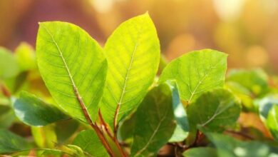 Benefits of Tulsi Leaves in Punjabi