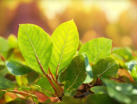 Benefits of Tulsi Leaves in Punjabi